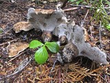 Sarcodon scabrosus image