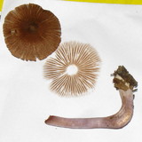 Inocybe pusio image