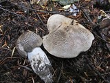 Tricholoma pardinum image