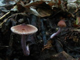 Inocybe pusio image