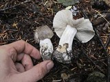 Tricholoma pardinum image
