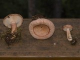 Lactarius torminosus image