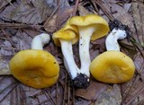 Cantharellus tenuithrix image