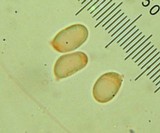 Cantharellus tenuithrix image