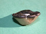 Panaeolus cinctulus image
