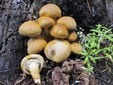 Gymnopilus ventricosus image
