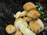 Gymnopilus ventricosus image
