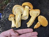 Gymnopilus ventricosus image