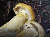 Gymnopilus ventricosus image