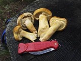Gymnopilus ventricosus image