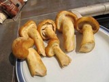 Gymnopilus ventricosus image