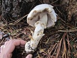 Agaricus silvicola image