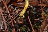 Elaphomyces granulatus image