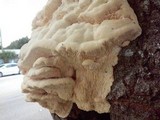 Sarcodontia pachyodon image
