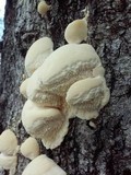 Sarcodontia pachyodon image
