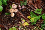 Inocybe pallidicremea image