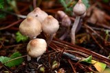 Inocybe pallidicremea image