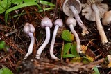 Inocybe pallidicremea image
