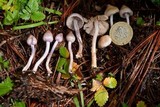 Inocybe pallidicremea image