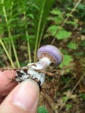 Cortinarius iodes image