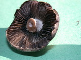 Panaeolus cinctulus image