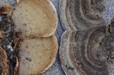 Steccherinum subrawakense image
