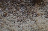 Steccherinum subrawakense image