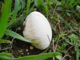 Lycoperdon pratense image