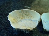 Lycoperdon pratense image