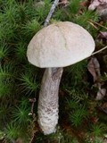 Leccinum holopus image