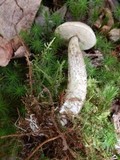 Leccinum holopus image