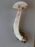 Leccinum holopus image