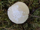 Clitopilus prunulus image