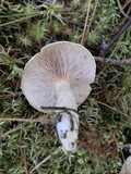 Clitopilus prunulus image