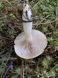 Clitopilus prunulus image