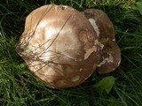Tylopilus porphyrosporus image