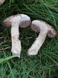 Tylopilus porphyrosporus image