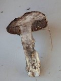 Tylopilus porphyrosporus image