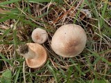 Lactarius glyciosmus image