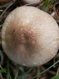 Lactarius glyciosmus image