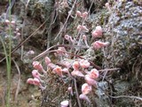 Dibaeis baeomyces image