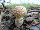 Amanita persicina image