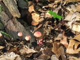Marasmius pulcherripes image