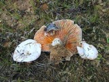 Lactarius salmoneus image