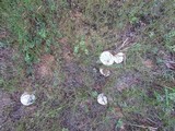Lactarius salmoneus image