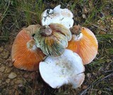 Lactarius salmoneus image
