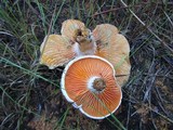 Lactarius salmoneus image