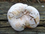 Lactarius salmoneus image
