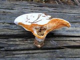 Lactarius salmoneus image