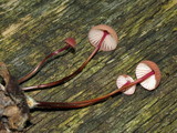 Marasmius pulcherripes image